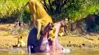 Dead Hippo Explodes And Sh*ts On A Lioness - Latest Wildlife Sightings