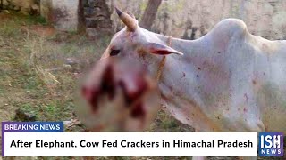 After Elephant, Cow Fed Crackers in Himachal Pradesh