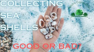 Collect Sea Shells: Is it good or bad? | Impact on environment | Nature Connection