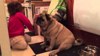 Blind pug gets kissed