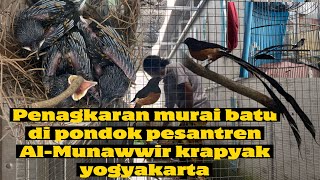 Download lagu Melihat penangkaran murai batu di pondok  Al-Munawwir krapyak yogyakarta #jualburung #ternakburung mp3