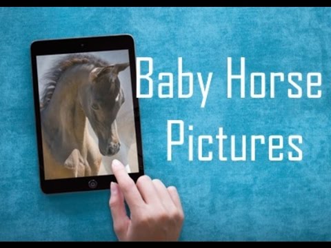 Baby Horses Pictures Video