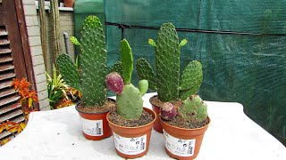 Opuntia Prickly Pear Cactus Haul from IKEA | Opuntia rubescens Road Kill Cactus, & Opuntia vulgaris
