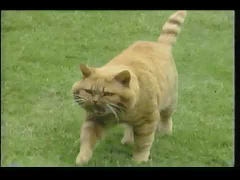 "Understanding Cats" - PBS Home Video (1997) [VHS Rip]