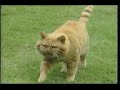 Understanding Cats PBS Home Video 1997 VHS Rip
