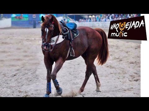 Mano Walter - Meu Cavalo é Show Papai (Vaquejada Music)