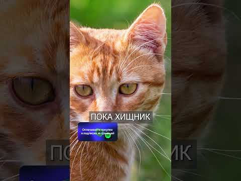 Рыжий Кот Отбирает Мясо у ТИГРА