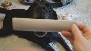 Snoopy's Injury (4), GoFundMe / Paypal.Me