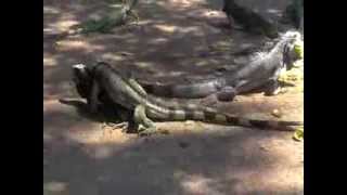 preview picture of video 'Iguanas apareándose'