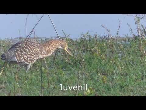 Forma de alimentarse Garzas Santa Fe Argentina 2026