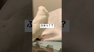 オカメインコがとにかく眠たい動画😪zZZ #オカメインコ #小動物 #ペット #可愛い