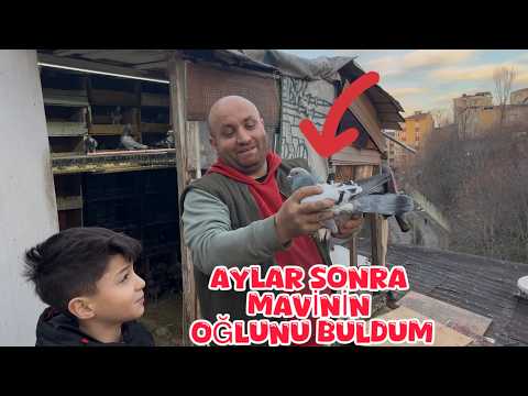 AYLARDIR ARADIĞIM KAÇAK MAVİNİN OĞLUNU BULDUM ( PAŞANIN KÜMESİNDE ÇIKTI )