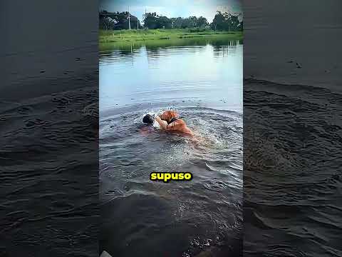Su perro hizo su movimiento en el agua