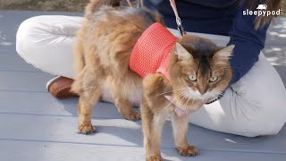 How to Walk Your Cat With a Harness - #cattraining