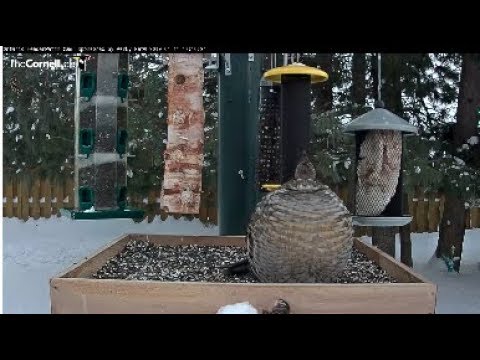 Ruffed Grouse Or "Puffed" Grouse? – Jan. 11, 2019