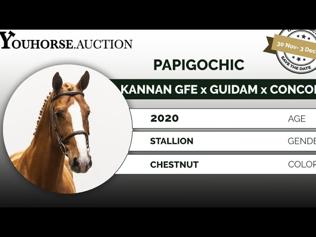Papigochic impression & flatwork