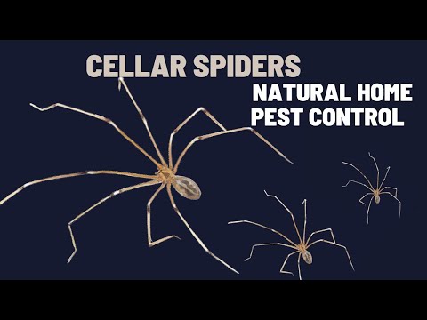 Daddy Long Legs | Cellar Spiders in Your Home