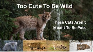 Too Cute to be Wild - These Cats Aren’t Meant to Be Pets
