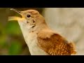 House wren song / call / sounds | Bird