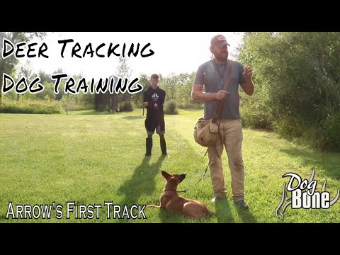 Deer Tracking Dog Training: How To Start Tracking with a Puppy