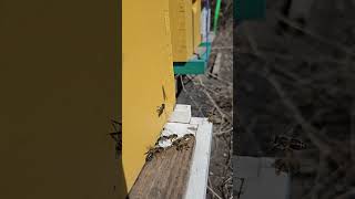 Bees at the entrance