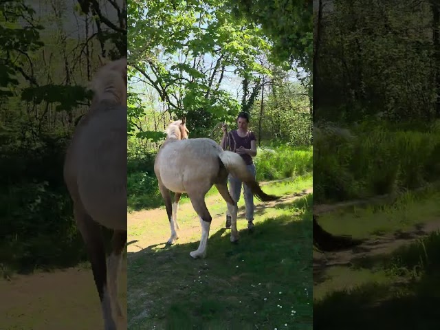 m&acirc;le DSA 80% isabelle pie 