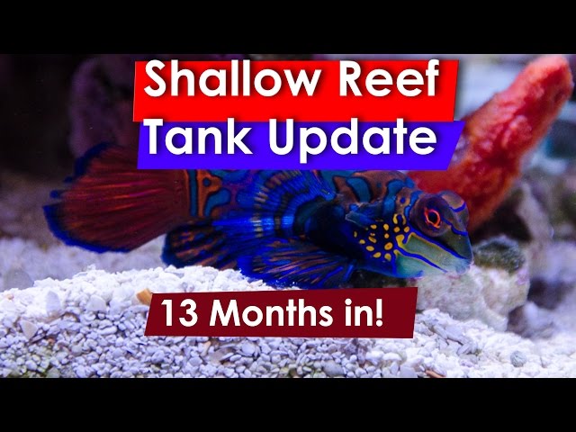 ReefDudes 6' Shallow Reef tank Update May 12/2017 13 months in!