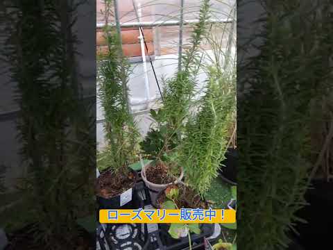 効果的な予防と同時に苗木をケラコオロギから守るにはどうすればよいでしょうか?  庭園