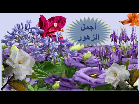 اجمل انواع الزهورAdel Fahmy