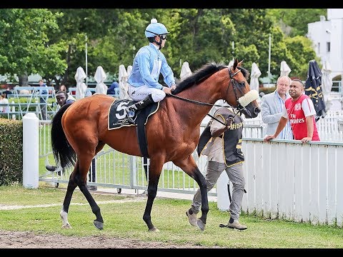 Gold Standard - Grand Looking Son of Champion Sire Trippi