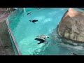 Penguins Swimming 2022