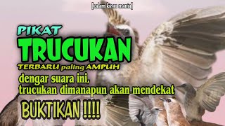 Download lagu Suara Pikat Trucukan Paling Ampuh || Pasti Mendekat Anti Zonk mp3 Download lagu Suara Pikat Trucukan Paling Ampuh || Pasti Mendekat Anti Zonk mp3