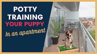 Puppy Potty Training in an Apartment