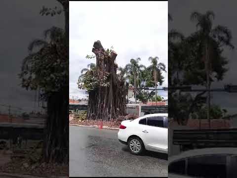 Crime Ambiental Urbano