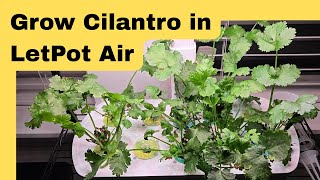Grow Cilantro in LetPot Air Hydroponics System, Santo