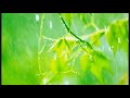 10 minutes of relaxing rain sounds for meditation. for beginners