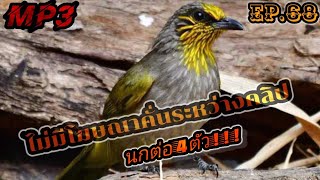 Download lagu เสียงต่อนกดอกแตงEp.68 เสียงต่อจากป่าจริงๆ นกต่อ4ตัว!!! Suara merbah lekir gacor31 กรกฎาคม ค.ศ. 2021 mp3