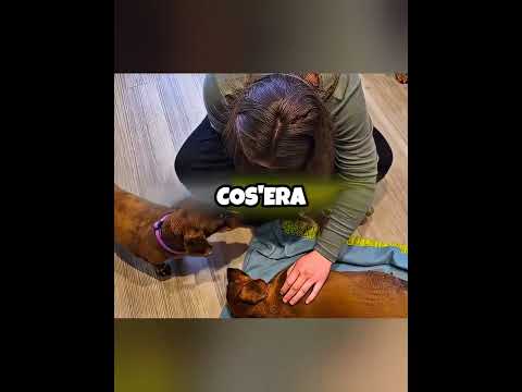 L'addio di questo cucciolo... 🥺💔 #fyp #storia #viral #fatti #italiano