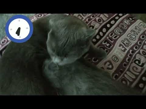 l love you ❤️❤️❤️❤️😺😺😺😺🐱🐱😂🤣🧡💛💚💙💜