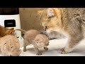 Dad Cat Punishes Kittens For Demanding Milk From Mother Cat And Loud Meow