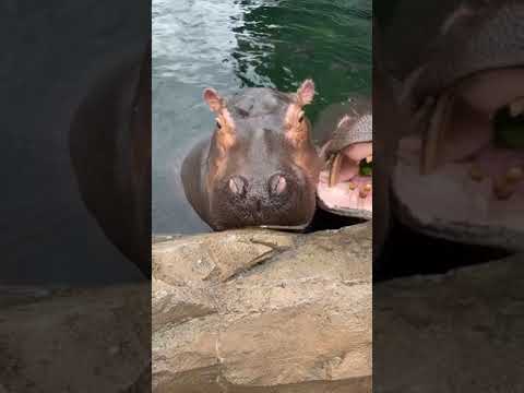 Home Safari - Hippos (Fiona) - Cincinnati Zoo