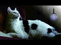 Murattal Al Quran Juz 5 Animal Background Latar Video Hewan HD Quran For Kids