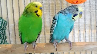 6 Hours Budgies Parakeets Singing, Chirping, Talking. Relaxing Videos. Nature Sounds.