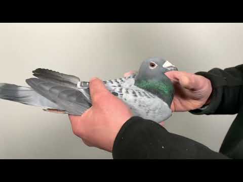 Olympic Kanon 358 (Van Dijck)