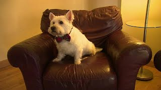 Pet scam warning: how to protect yourself