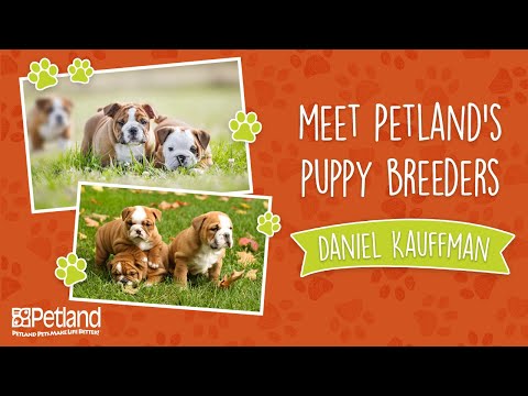 Petland Breeder Vlog Daniel Kauffman – Full Version