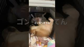 ゴンのへそてん