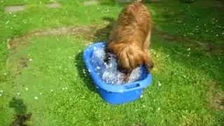 Briard playing in the water