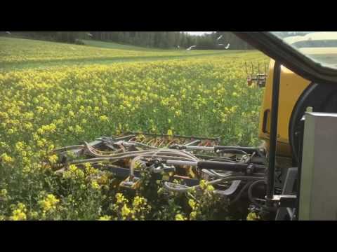 System Cameleon in rapeseed