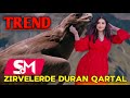 Zirvelerde Duran Qartal / Letife Cesmeli (TikTok Trendi)